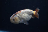 Ranchu  Lavender 4 Inch (ID#214R8c-53) Free2Day SHIPPING