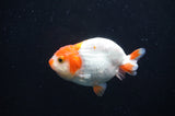 Juvenile Ranchu  Red White 3 Inch (ID#404R9b-50) Free2Day SHIPPING