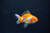 2Pack Thai Oranda   2 Inch (ID#1101ToPTD-10) Free2Day SHIPPING