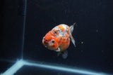 Juvenile Ranchu  Calico 3.5 Inch (ID#1213R9b-60) Free2Day SHIPPING