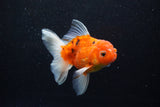 Thai Oranda  Calico 4.5 Inch (ID#1203To5b-97) Free2Day SHIPPING