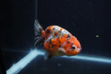 Juvenile Ranchu  Calico 3.5 Inch (ID#1213R9b-60) Free2Day SHIPPING