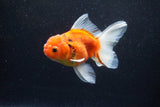 Thai Oranda  Calico 4.5 Inch (ID#1203To5b-97) Free2Day SHIPPING