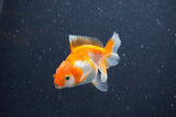 2Pack Thai Oranda   2 Inch (ID#1101ToPTD-10) Free2Day SHIPPING