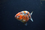 Juvenile Ranchu  Calico 3.5 Inch (ID#1213R9b-60) Free2Day SHIPPING