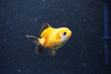 2Pack Thai Oranda   2 Inch (ID#1101ToPTD-10) Free2Day SHIPPING