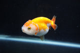 Juvenile Ranchu  Red White 3 Inch (ID#404R9b-51) Free2Day SHIPPING