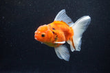 Thai Oranda  Calico 4.5 Inch (ID#1203To5b-97) Free2Day SHIPPING