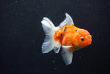 Thai Oranda  Calico 4.5 Inch (ID#1203To5b-97) Free2Day SHIPPING