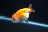 Juvenile Ranchu  Red White 3 Inch (ID#404R9b-51) Free2Day SHIPPING