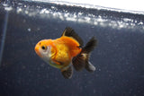 2Pack Thai Oranda   2 Inch (ID#1101ToPTD-10) Free2Day SHIPPING