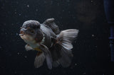 Thai Oranda  Tricolor 4.5 Inch (ID#228T5c-88) Free2Day SHIPPING