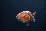 Juvenile Ranchu  Calico 3.5 Inch (ID#1213R9b-60) Free2Day SHIPPING