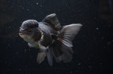 Thai Oranda  Tricolor 4.5 Inch (ID#228T5c-88) Free2Day SHIPPING