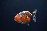 Juvenile Ranchu  Calico 3.5 Inch (ID#1213R9b-60) Free2Day SHIPPING