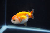 Juvenile Ranchu  Red White 3 Inch (ID#404R9b-51) Free2Day SHIPPING