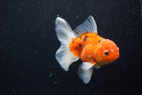 Thai Oranda  Calico 4.5 Inch (ID#1203To5b-97) Free2Day SHIPPING