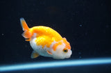 Juvenile Ranchu  Red White 3 Inch (ID#404R9b-51) Free2Day SHIPPING