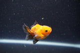 2Pack Thai Oranda   2 Inch (ID#1101ToPTD-11) Free2Day SHIPPING