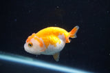 Juvenile Ranchu  Red White 3 Inch (ID#404R9b-51) Free2Day SHIPPING