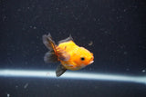 2Pack Thai Oranda   2 Inch (ID#1101ToPTD-11) Free2Day SHIPPING