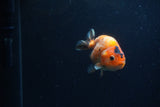 Juvenile Ranchu  Calico 3.5 Inch (ID#1213R9b-61) Free2Day SHIPPING