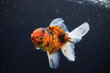 Thai Oranda  Calico 4.5 Inch (ID#1203To5b-98) Free2Day SHIPPING