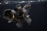 Thai Oranda  Tricolor 4.5 Inch (ID#228T5c-88) Free2Day SHIPPING