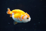 Juvenile Ranchu  Red White 3 Inch (ID#404R9b-51) Free2Day SHIPPING