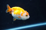 Juvenile Ranchu  Red White 3 Inch (ID#404R9b-51) Free2Day SHIPPING