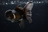 Thai Oranda  Tricolor 4.5 Inch (ID#228T5c-88) Free2Day SHIPPING