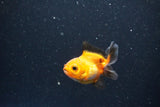 2Pack Thai Oranda   2 Inch (ID#1101ToPTD-11) Free2Day SHIPPING