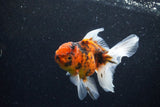 Thai Oranda  Calico 4.5 Inch (ID#1203To5b-98) Free2Day SHIPPING