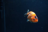 Juvenile Ranchu  Calico 3.5 Inch (ID#1213R9b-61) Free2Day SHIPPING