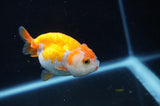 Juvenile Ranchu  Red White 3 Inch (ID#404R9b-51) Free2Day SHIPPING