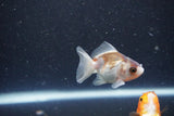 2Pack Thai Oranda   2 Inch (ID#1101ToPTD-11) Free2Day SHIPPING