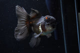 Thai Oranda  Tricolor 4.5 Inch (ID#228T5c-88) Free2Day SHIPPING