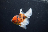 Thai Oranda  Calico 4.5 Inch (ID#1203To5b-98) Free2Day SHIPPING