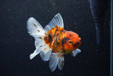 Thai Oranda  Calico 4.5 Inch (ID#1203To5b-98) Free2Day SHIPPING