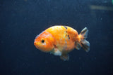 Juvenile Ranchu  Calico 3.5 Inch (ID#1213R9b-61) Free2Day SHIPPING