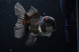 Thai Oranda  Tricolor 4.5 Inch (ID#228T5c-88) Free2Day SHIPPING