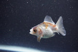 2Pack Thai Oranda   2 Inch (ID#1101ToPTD-11) Free2Day SHIPPING