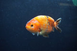 Juvenile Ranchu  Calico 3.5 Inch (ID#1213R9b-61) Free2Day SHIPPING