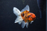 Thai Oranda  Calico 4.5 Inch (ID#1203To5b-98) Free2Day SHIPPING