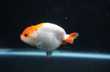 Juvenile Ranchu  Red White 3 Inch (ID#404R9b-52) Free2Day SHIPPING
