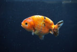 Juvenile Ranchu  Calico 3.5 Inch (ID#1213R9b-61) Free2Day SHIPPING