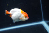 Juvenile Ranchu  Red White 3 Inch (ID#404R9b-52) Free2Day SHIPPING