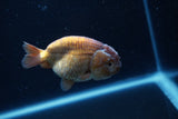 Ranchu  Lavender 3 Inch (ID#214R8c-55) Free2Day SHIPPING