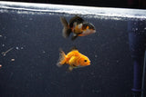 2Pack Thai Oranda   2 Inch (ID#1101ToPTD-12) Free2Day SHIPPING