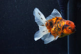 Thai Oranda  Calico 4.5 Inch (ID#1203To5b-98) Free2Day SHIPPING